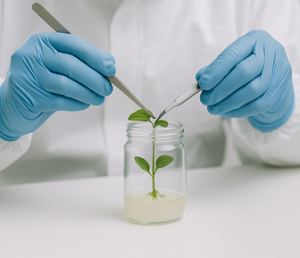 Proceso de micropropagación 1